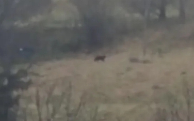 Nhìn ra cánh đồng, 2 vợ chồng bắt gặp cảnh tượng bất ngờ