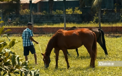 “Thủ phủ ngựa đua” miền Nam một thời giờ ra sao?