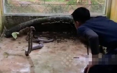 Cứu sống rắn hổ mang, nam sinh viên bị cắn tử vong