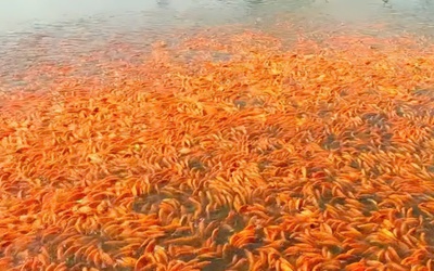 Hàng triệu con cá chép đỏ chuẩn bị ra thị trường phục vụ ngày tiễn ông Công, ông Táo