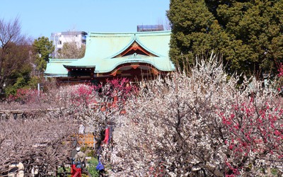 Những điểm ngắm hoa mơ lãng mạn nhất Tokyo vào mùa Xuân
