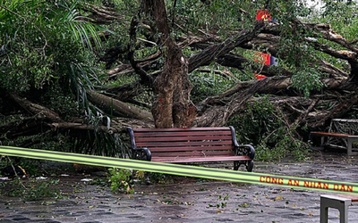 Cây si cổ thụ bất ngờ đổ, 2 người bị thương