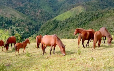 Cúng hồn ngựa: Câu chuyện của lòng biết ơn trong văn hóa người Mông