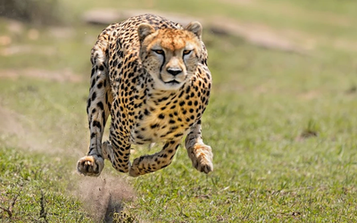 Giải mã bí ẩn: Vì sao báo săn được mệnh danh là "vua tốc độ"?