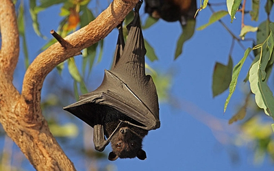 Giải mã bí ẩn: Vì sao dơi có thể treo ngược hàng giờ mà không tốn sức?