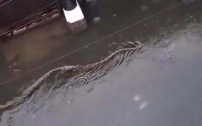 Người dân la hét khi thấy thứ đáng sợ xuất hiện trên phố