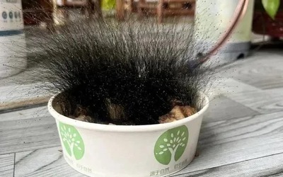 Để quên bát cơm khi nghỉ Tết, người đàn ông sốc nặng khi đi làm trở lại