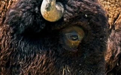 Loài vật quý hiếm bậc nhất hành tinh, tưởng tuyệt chủng bất ngờ "tái xuất" ở nơi vô cùng đặc biệt