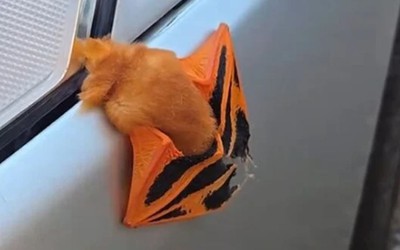 Thấy vật lạ đậu trên xe, cô gái "sốc nặng" khi lại gần kiểm tra