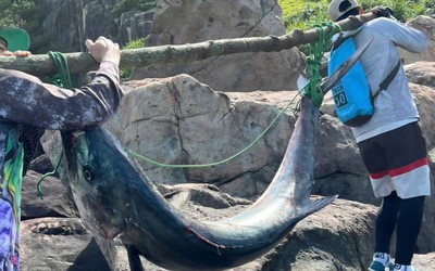 Cần thủ Đà Nẵng câu được cá "khủng", bằng cân nặng người lớn