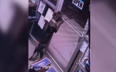 Chú chó phá khóa, trốn khỏi trạm cứu hộ khiến nhân viên sốc nặng