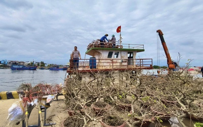 Tàu thuyền hối hả "chở Tết" ra đảo Lý Sơn