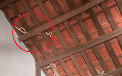 Nhìn lên mái nhà, chủ nhà phát hiện cảnh tượng "nổi da gà" giữa ban ngày