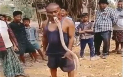 Người đàn ông dùng miệng nhấc bổng con rắn hổ mang chúa khỏi mặt đất