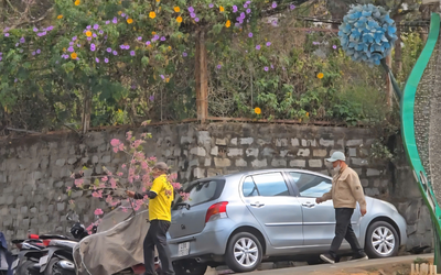 Chặt mai anh đào chơi Tết, hai người đàn ông bị công an mời làm việc