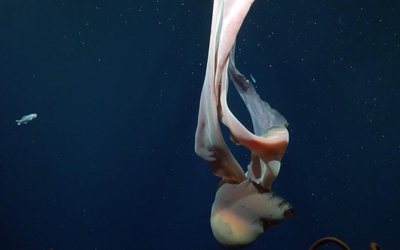 Phát hiện loài sứa ma "khổng lồ như xe buýt" dưới đáy biển sâu