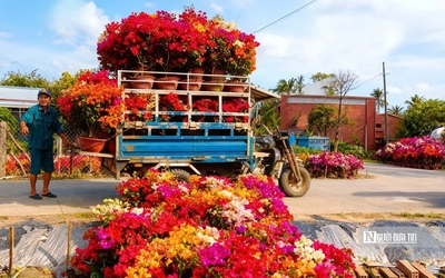 Lạc vào "thiên đường hoa giấy" Phú Sơn: Cả làng bừng sáng rực rỡ ngày giáp Tết