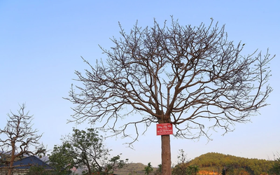 Cây mai cổ nhìn như "củi khô", đại gia bí ẩn trả giá gần 1 tỷ đồng chủ vẫn chưa gật đầu