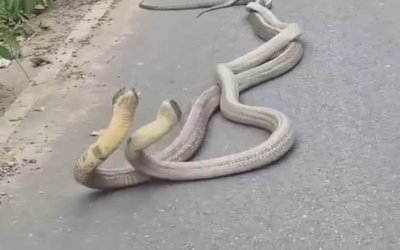 Đang đi đường, người dân bắt gặp cảnh tượng nổi da gà