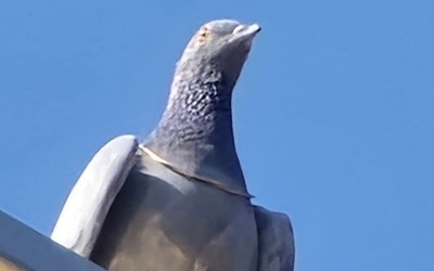 Phát hiện chim bồ câu đeo vòng vàng trên cổ, giá trị gây bất ngờ