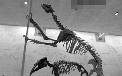 Loài vật quý hiếm bậc nhất hành tinh, tuyệt chủng 500.000 năm bỗng tái xuất khiến giới khoa học ngỡ ngàng