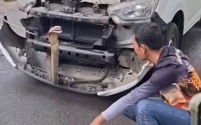 Bắt sống rắn hổ mang chúa khổng lồ ẩn nấp trong xe ô tô