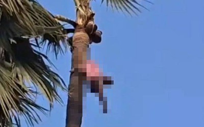 Phát hiện thi thể người đàn ông trên ngọn cây cọ