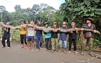 Bắt được con trăn khổng lồ dài 7,2 mét, nặng gần 100kg