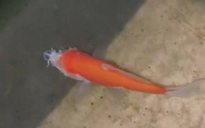 Cá vàng không đầu vẫn bơi tung tăng trong bể