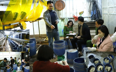 Khởi tố, bắt tạm giam đối tượng sản xuất gần 2,8 tấn giá đỗ bằng chất kích thích tăng trưởng