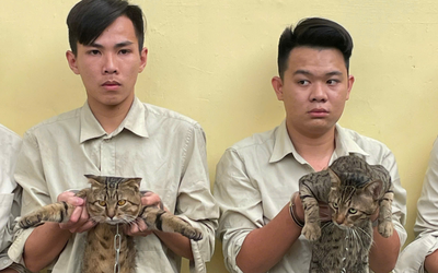 Lật tẩy hành vi bất chính trong đêm muộn của nhóm thanh niên trẻ tuổi