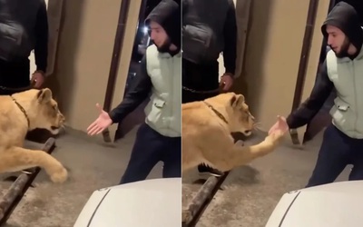 Sư tử lao tới tấn công người đàn ông và cái kết