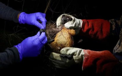 WHO xác nhận ca tử vong do virus Nipah