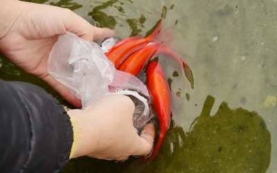 Vì sao cá chép gắn với hành trình Ông Táo lên thiên đình suốt bao đời nay?