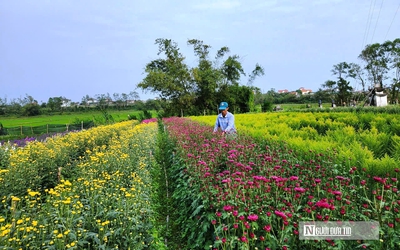 Vườn đào bung nở sớm, hoa ngắn ngày “gánh” Tết cho thủ phủ hoa Quảng Trị