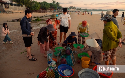 Chong đèn câu mực xuyên đêm, ngư dân thu tiền triệu mỗi ngày