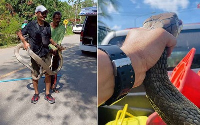 Bắt sống rắn hổ mang chúa dài 4 mét ẩn nấp trong gầm giường nhà dân