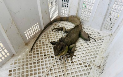 Nam thanh niên bắt được "Rồng đất" quý hiếm, vội mang nộp cho công an