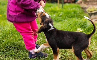 Bé gái 6 tuổi tử vong nghi do chó dại cắn