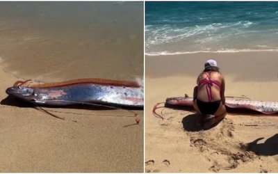 Người phụ nữ phát hiện 2 con cá mái chèo khổng lồ trên bãi biển