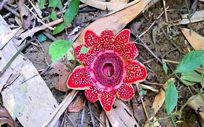 Vườn Quốc gia Phong Nha - Kẻ Bàng: Phát hiện loài hoa quý hiếm Địa nhãn Himalaya