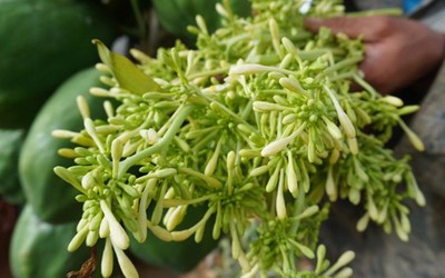 Loài hoa là dược liệu quen thuộc trị ho cực tốt, những ai không nên dùng?