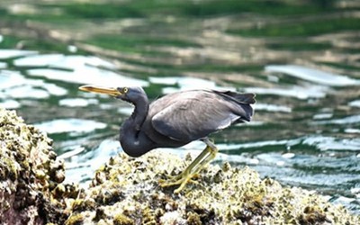 Lộ diện 4 loài chim lạ chưa từng được ghi nhận tại Phong Nha- Kẻ Bàng