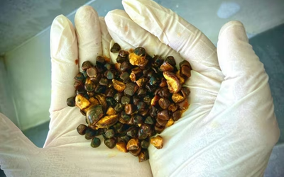 Thứ trên con bò ai cũng tưởng bỏ đi, ai ngờ lại được ví như “thần dược quý hơn vàng”