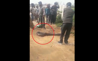 Đang đi dạo, người dân phát hiện cảnh tượng "nổi da gà" giữa đường