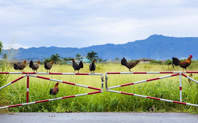Vùng đất kỳ lạ nơi gà chạy đầy đường nhưng người dân nhất quyết không ăn