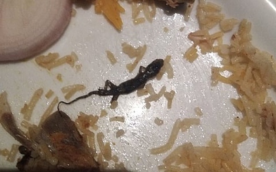 Phát hiện thằn lằn trong bữa ăn trưa, 44 học sinh nhập viện