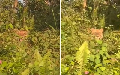 Đang lái xe, tài xế phát hiện cảnh tượng bất ngờ trong bụi cây