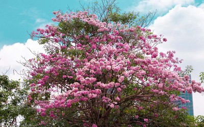 Kèn hồng khoe sắc, rực rỡ tháng 3