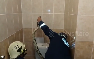 Vừa bước vào nhà tắm, người phụ nữ "hú vía" phát hiện cảnh tượng trước mắt